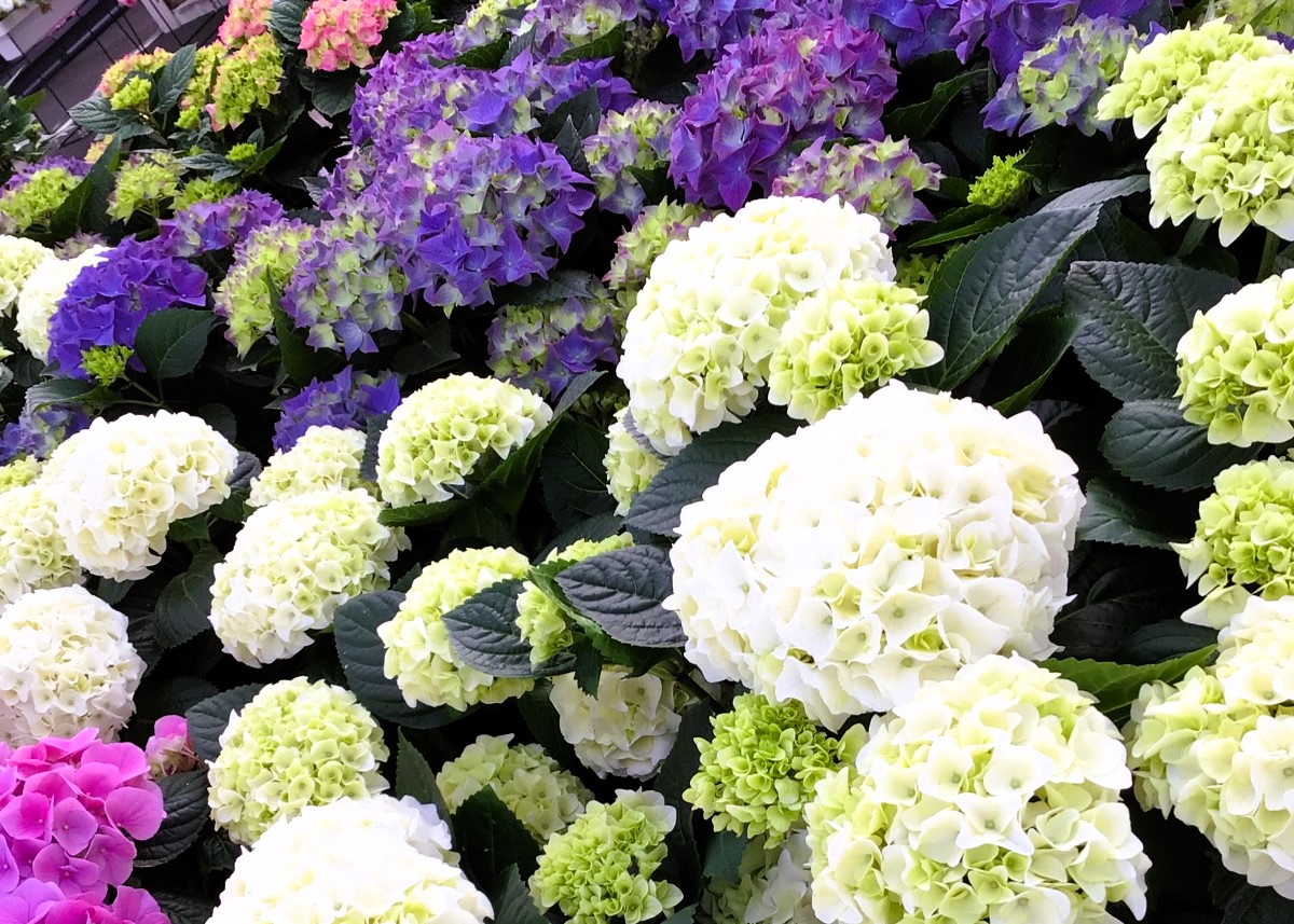 Monheimer Blumenmarkt